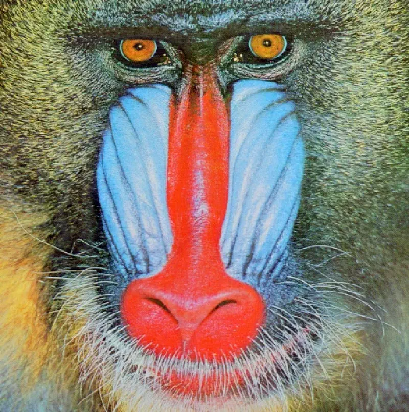 Featured image of post マンドリルの顔の特徴について